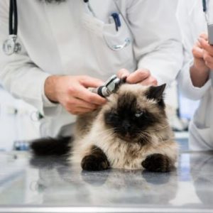 Cat PKD