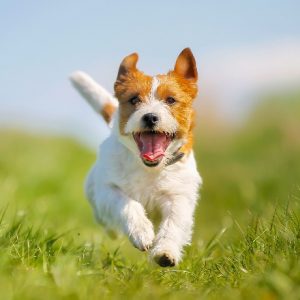 Dog Allergy