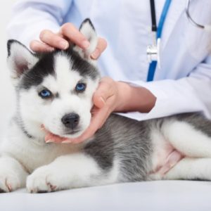 Dog Degenerative Myelopathy (DM)
