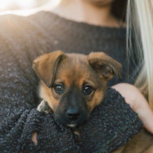 Dog Hyperuricosuria (HUU)
