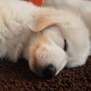 Dog Exercise Induced Collapse (EIC)