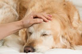 Dog Multidrug Resistance 1 (MDR1)