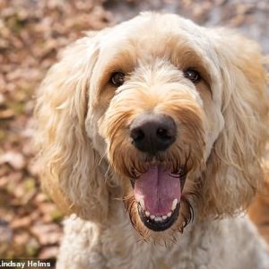Dog Progressive Retinal Atrophy (PRA-prcd)