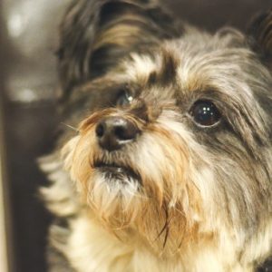 Dog Von Willebrand Disease Type I (vWD I)
